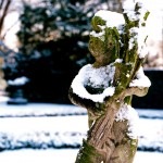 Dwalen door een magische winterwondertuin - Copyright © Brosisprod.nl