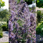 buytengewoon mooie tuin © Brosisprod